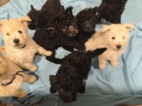 Pumi puppies