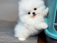 Schöner Pomeranian Welpe