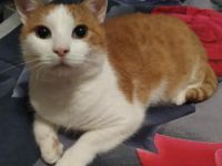 Jaru, FIV und FelV positiv