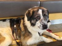 Picasso sucht ein neues Zuhause