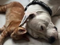 Dogo Argentino Hündin