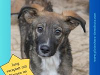 Liebevolles Zuhause für THEO gesucht