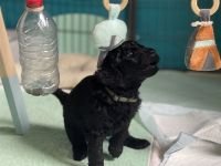 Wurfankündigung Großpudel von den Waldpudeln VDH Zucht