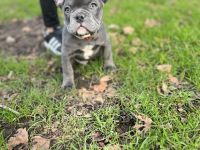 Französische Bulldog Welpen