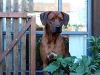 Rhodesian Ridgeback Deckrüde ridgefest