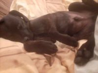 Balu sucht dringend ein neues zuhause