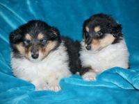 Wunderschöne Collie Welpen aus VDH Zucht
