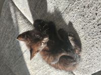 Katzenbabys zu verkaufen