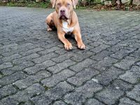 American Bully XL