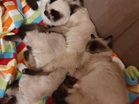 Wunderschöne junge Katzen (Heilige Birma / Ragdoll )