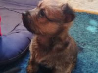 Australian Terrier Welpen