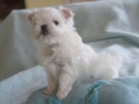 Süsse Malteserwelpen