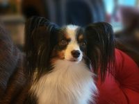 Papillons von der Flussaue