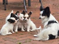 Papillons von der Flussaue