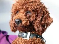 Empfohlene Deckrüden aus unserem Verein