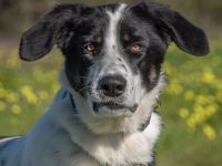 Cleo, muss die Welt entdecken