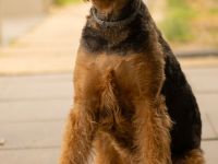 Airedale Terrier Welpen