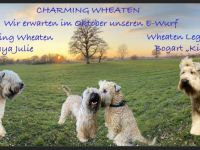 Irish Soft Coated Wheaten Terrier