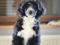 Portugiesischer Wasserhund - Welpen mit FCI-Stammbaum