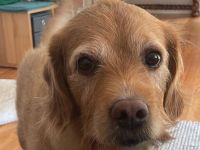 Deckrüde Labradoodle