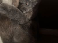 Bkh mix Katze abzugeben