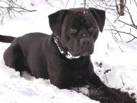 Toller Rüde sucht neues Zuhause