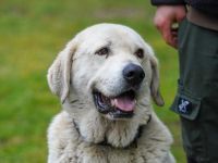 Basti , Mittelasiatischer Owtscharka-Mix, geb. 2018, Riesenbaby sucht Lebensplatz mit Aufgabe