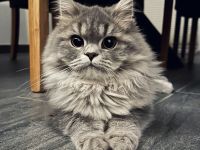 Deckkater BLH BKH Tabby Blue Britisch Langhaar LDK Regen/Deggendorf