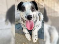 Ängstliche Honey mit den Panda-Augen