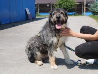 Zodi wünscht sich ein Zuhause!