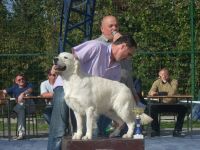 Zwei Golden Retriever Welpen zu verkaufen