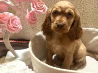 Amerikanische Cockerspaniel Welpen