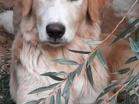 Caronte sucht sein Glück!