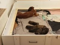 2 Fellnasen suchen ein neues Zuhause