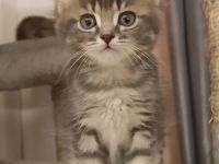 Maine Coon & BKH Mix Kitten
