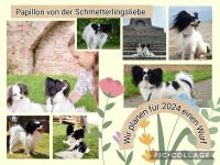 Von der Schmetterlingsliebe