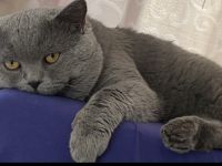 Deckkater Bkh im Blau