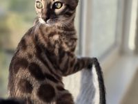 Bengalkitten reinrassig