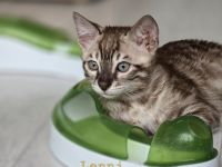Bengalkitten reinrassig