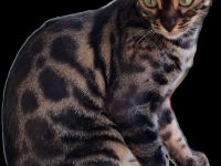 Bengalkitten reinrassig