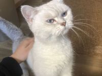 Britische Kurzhaar Katze (Bkh) Silver Shaded