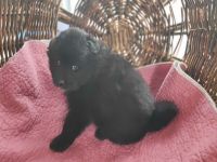 Niemandsländer Welpen