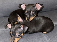 Verkaufe Reinrassige Russkiy Toy Terrier Welpen