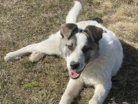 Eroberst du mit Arwen das Leben?