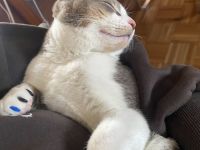 Abbesinier Kater kitten