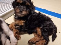 Süße Cavapoo Welpen suchen Adoptiveltern mit Familienanschluss auf Lebzeiten ...