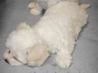 Malteser Welpen  3 Monate Alt