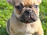 4 Französische Bulldoggenwelpen 9 Wochen suchen Dich!
