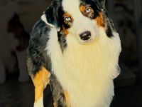 Black Tri Blue eyed Deckrüde ASCA ( viel Showline ) kein Verkauf