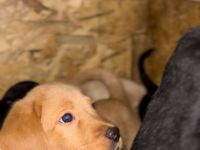 Hunde welpen labrador bernersennen mix